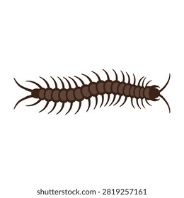 A brown centipede with many legs isolated on a white background, creepy insect
