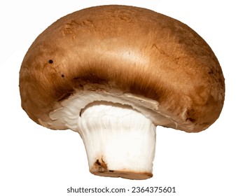 Marrón campeón en una ilustración de fondo blanco. Un campeón marrón de hongos. Ilustración Un campeón marrón. Hongos naturales. Campeón de setas alimentarias