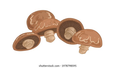 Brown champignon portobello with whole mushrooms. Fresh edible portobella fungi composition. Organic natural food. Colored hand-drawn vector illustration of fungus isolated on white background