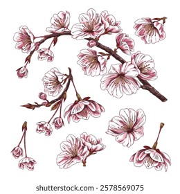 Brown cherry branches with cute delicate blooming pink flowers and young small leaves. Sketch. Beautiful collection of decorative floral elements. Hand drawn. Vector illustration on white background.