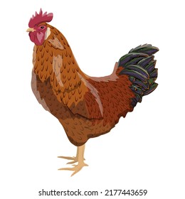 Brown chicken. Realistic domestic vector birds Gallus gallus domesticus.