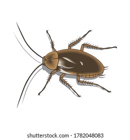 Brown Cockroach Animal Bugs and Insect