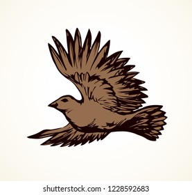 Brown Collurio birdie on white heaven backdrop. Grace black ink hand drawn lanius logo emblem picture sketchy in art vintage doodle style on paper space for text. Closeup view