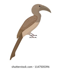 
Brown color bird with long thin beak, brown hornbill 
