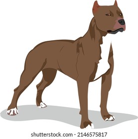 brown color Pitbull dog  vector