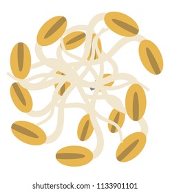 Brown color seeds with white roots depicting sprouted grains used raw or cooked 