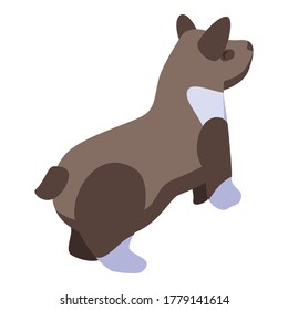 Brown corgi dog icon. Isometric of brown corgi dog vector icon for web design isolated on white background