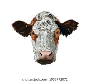 Brown cow head portrait from a splash of watercolor, colored drawing, realistic. Vector illustration of paints