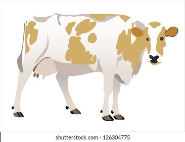 brown cow isolated on white background