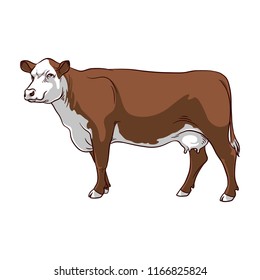 Brown Cow on white background. Cow vector.