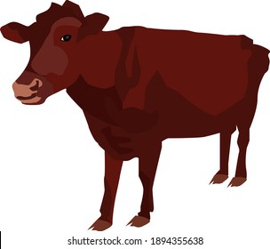 brown cow on white background