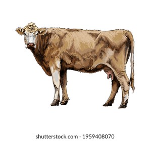 Brown cow from a splash of watercolor, colored drawing, realistic. Vector illustration of paints