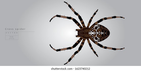 Brown cross spider. Vector illustration.