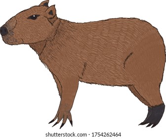 brown cute capybara colombian animal