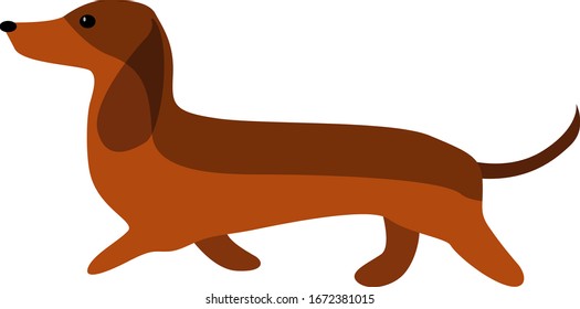 Brown dachshund, illustration, vector on white background.