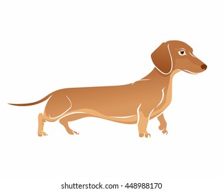 Brown Dachshund with white contour