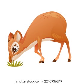 Brown Dik-dik as African Small Antelope with Horns Eating Grass Vector Illustration