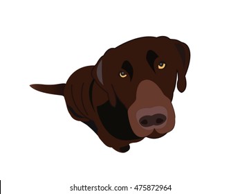 brown dog