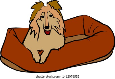 Brown dog collie sitting in a red basket on the floor isolated on white background