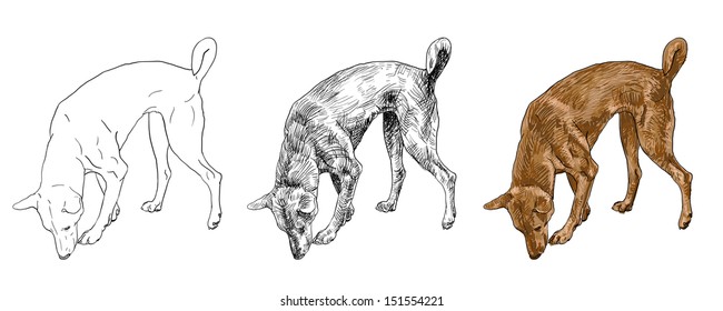 The brown dog finding something by smelling