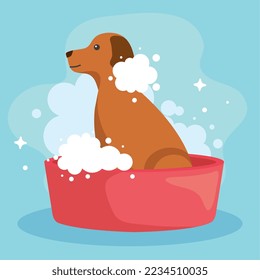 brown dog inside shower on blue background