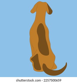 brown dog on a blue background sitting backwards