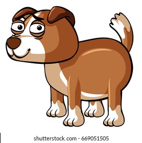 Brown dog on white background