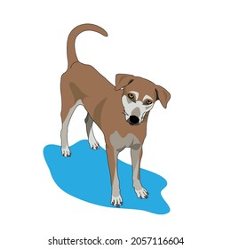 Brown dog with white nose and legs vector art in white background
