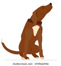 Brown dog with a white spot sits in closely looking to the side. Pet in brown collar. Vector, isolated on white, style flat.