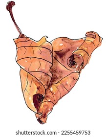 Brown dried dead leaf sketch watercolor art. Vector hand drawn.
