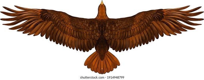 the brown of an eagle vector illustration