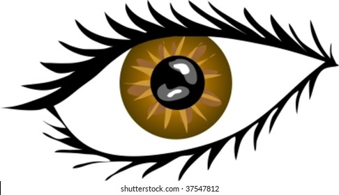 Brown Eye with lashes