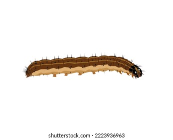 Brown Fall Armyworm on a white background.