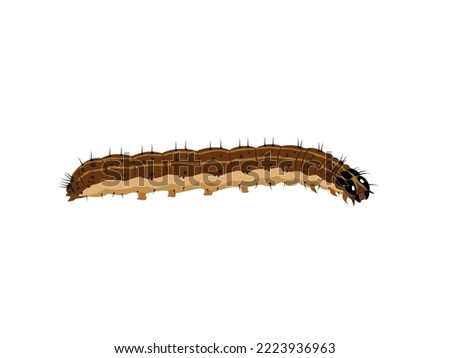 Brown Fall Armyworm on a white background.