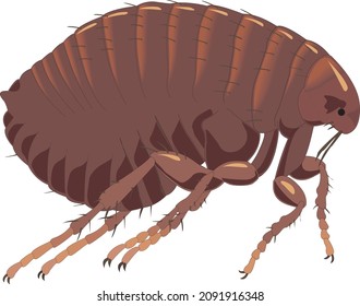 Brown Flea Hopper Pest Plague Insect Bug Animal Vector Isolated on White