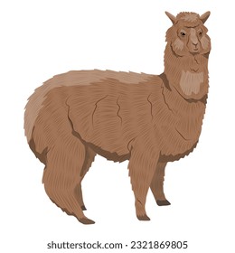 Brown fluffy alpaca. Realistic vector animal