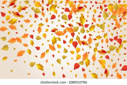 Brown Foliage Vector Transparent Background. October Leaf Design. Autumnal Realistic Plant Illustration. Shape Texture.