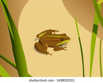 A brown frog (side view) sitting on sunlit yellow sand among high green grass in May