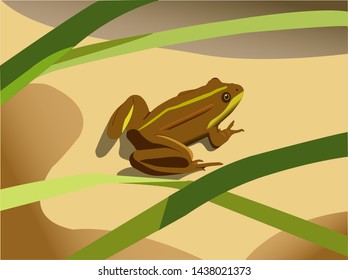 A brown frog sitting on sunlit yellow sand near water in May