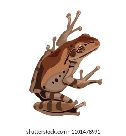 Brown frog or toad vector drawing