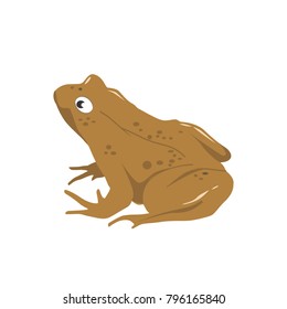 Brown Frog Vector Illustration, Anura