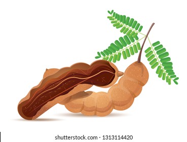 Brown Fruit Tamarind