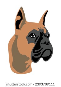 Brown German Boxer on a white background