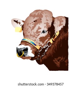 Brown german Braunvieh bull realistic illustration