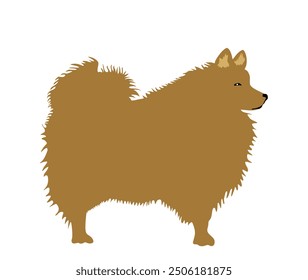 Brown German Spitz dog breed vector illustration isolated. Small pet.