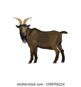 Brown goat male standing. Side view. Vector illustration isolated on white background