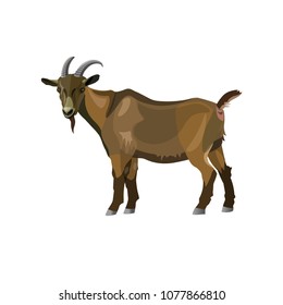 Brown goat standing side view. Vector illustration isolated on white background