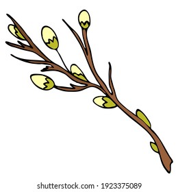 brown and green spring willow twig with young leaves and buds, vector doodle element, childrens illustration, spring set