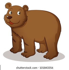 Brown grizzly on white background