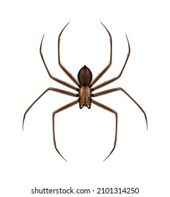 Brown hairy spider top view realistic vector illustration